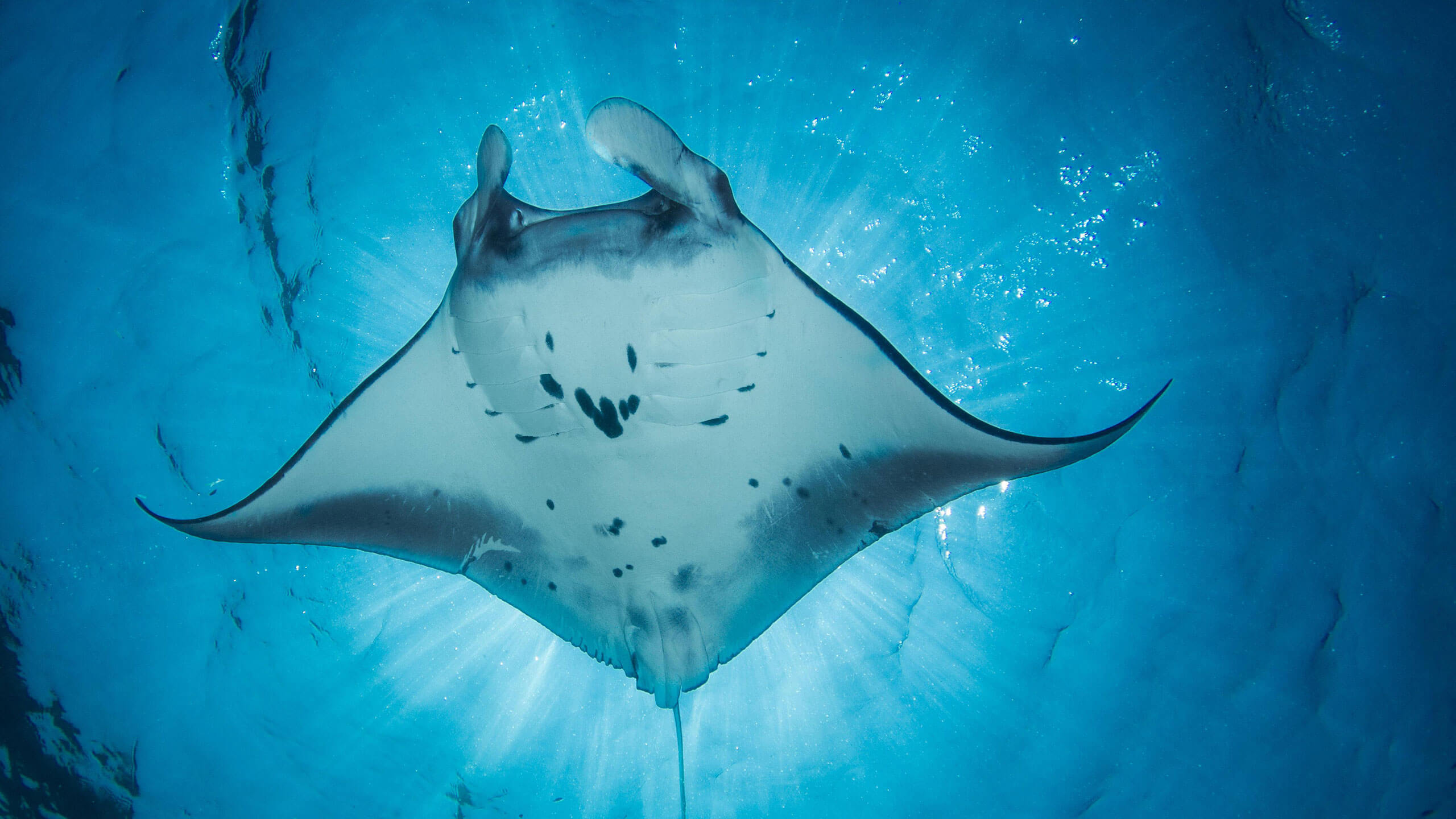GIANT MANTA RAY